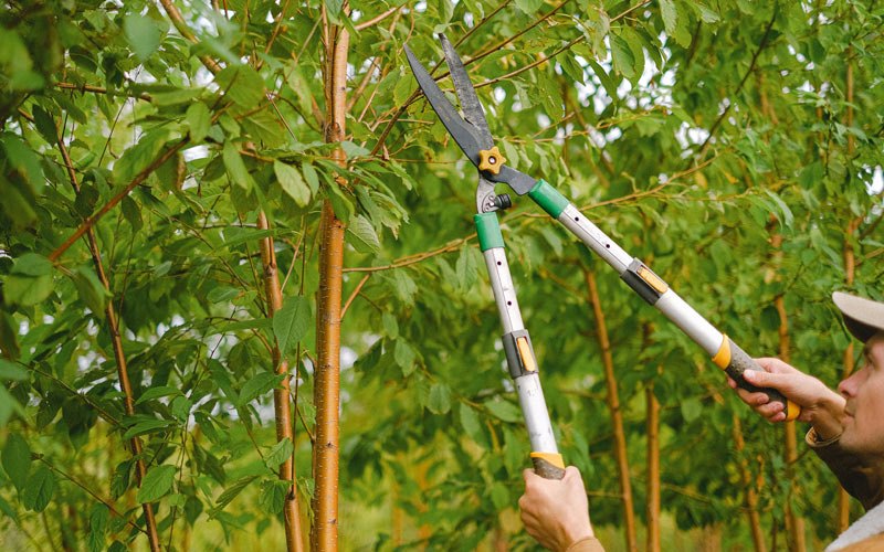 Tree trimming in Riverton, NE